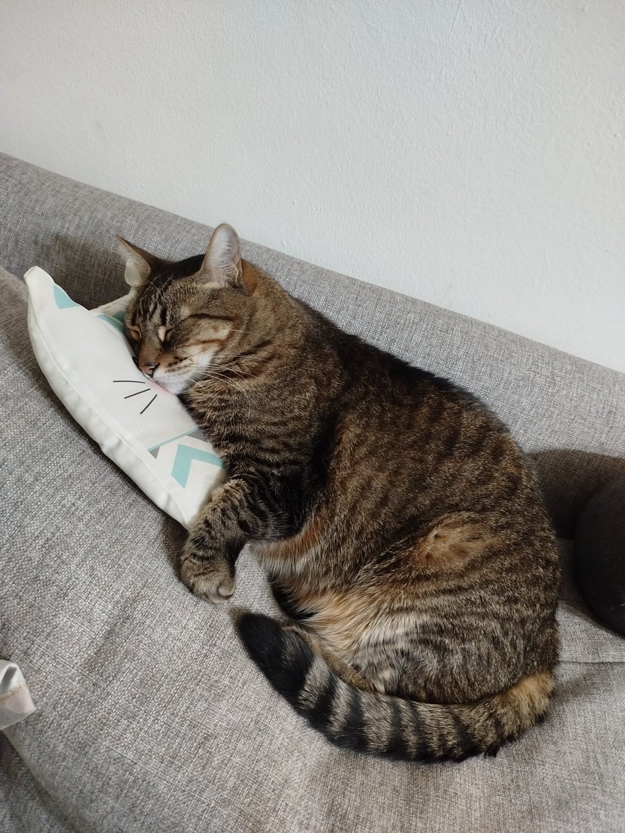 ANDYMONONA's tweet photo. Sos lo más hermoso 😻 https://t.co/0NOog2TW5V