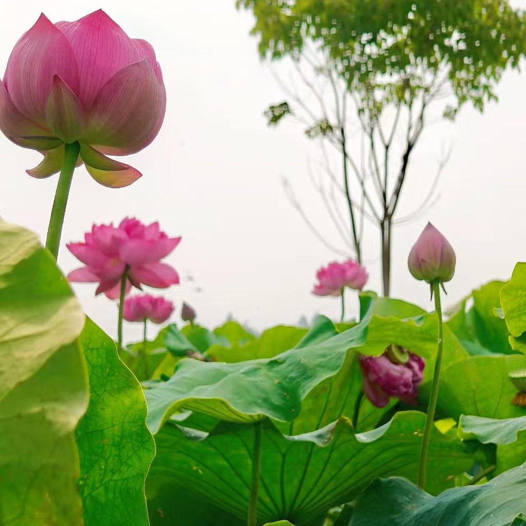 gcxrmtzx's tweet photo. One pond of lotuses, whole summer in sight.
一池荷花，满目盛夏。
#LotusFlower #SummerScenery #TravelChina #ChinaLandscape #SummerVibes https://t.co/LmAxGN5M0g