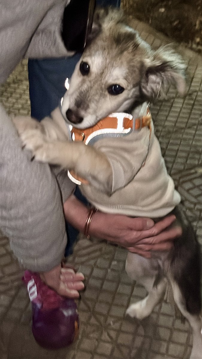 _ferna_isi's tweet photo. Busca hogar 🐶
Esta pequeña de 3 meses está buscando una familia responsable. Ya tiene su primera vacuna y es muy cariñosa, juguetona y obediente. Al parecer será de tamaño pequeño/mediano.
Si te interesa adoptarla, puedes solicitar el formulario de adopción.
Independencia, Stgo. https://t.co/OPCIAlXBr0