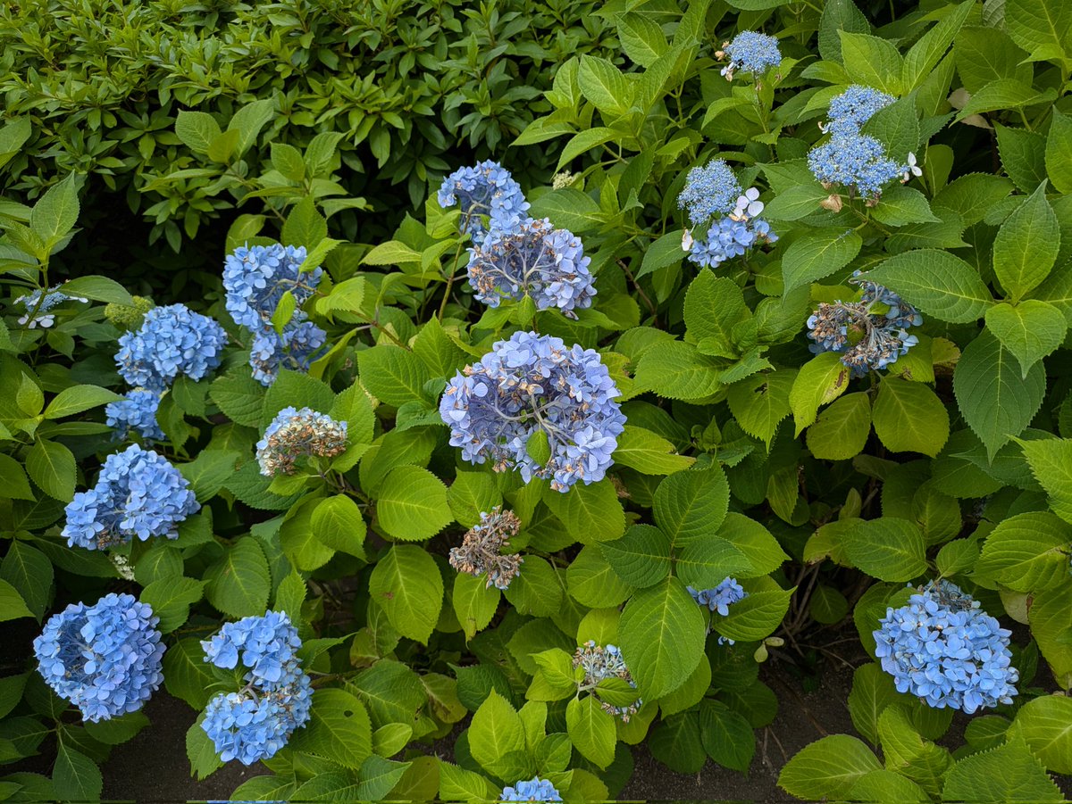 Umaimonparks's tweet photo. 紫陽花が少し枯れかけてきました(;_;)

直射日光と水不足、どんなにお世話しても自然には抗えませんね。
一方で、壁際の紫陽花は今が見頃。
明日の雨で、梅雨入りまで持ちそうで良かったです。
咲き始め、先週の見頃とともにどうぞ！
#UmaimonPark #日芸 #江古田
#日芸ランチ #紫陽花を見守る会 https://t.co/ByUXQD726R