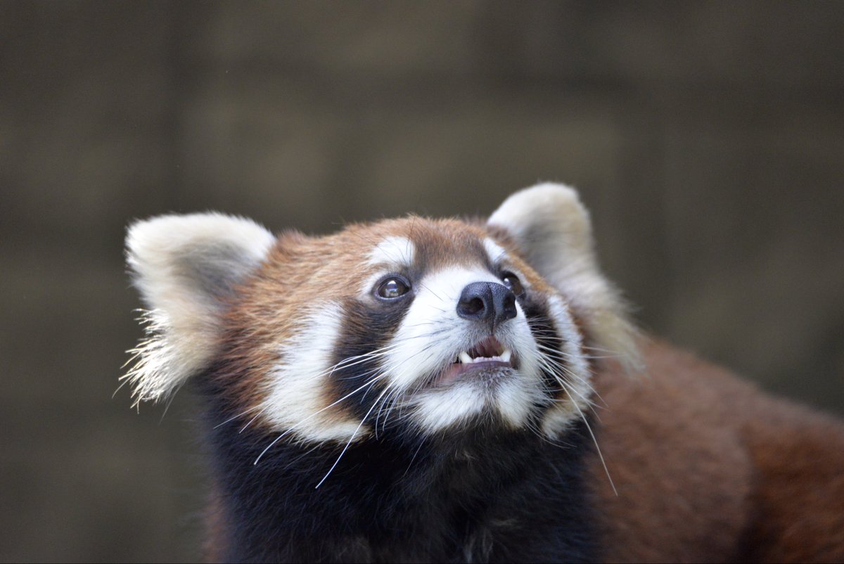 panda_logs's tweet photo. 日よけネットが出来ててなんだろ💭ってなってたランマル

2026.06.01

#浜松市動物園 
#浜ズー 
#レッサーパンダ 
#ランマル https://t.co/NSl0D3VRn6