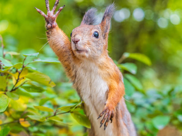 Sig_Alumni's tweet photo. "Mr. Chairman! I move to adjourn the meeting so we can get nuts!"

Hope to see you next Saturday in Tiffin at the Sig Alumni Association meeting where important votes will be taken. #NuttySecundus https://t.co/SBdOfqTpfF