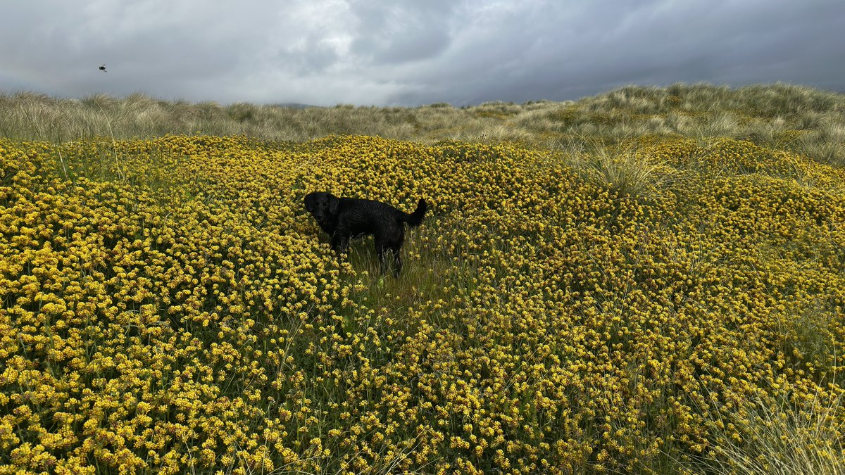 ArjenVDH's tweet photo. Morning walk in the dunes. https://t.co/hzD7UICPVb
