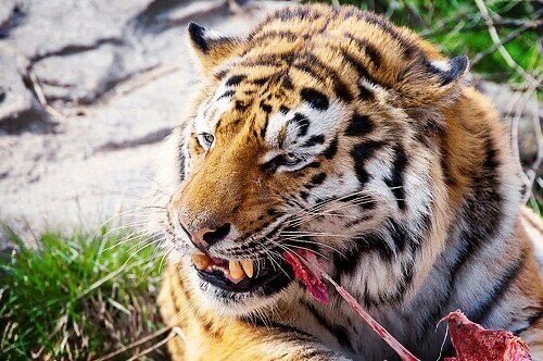 ryoumensukna's tweet photo. just hungry and mad https://t.co/Euko8nteI6