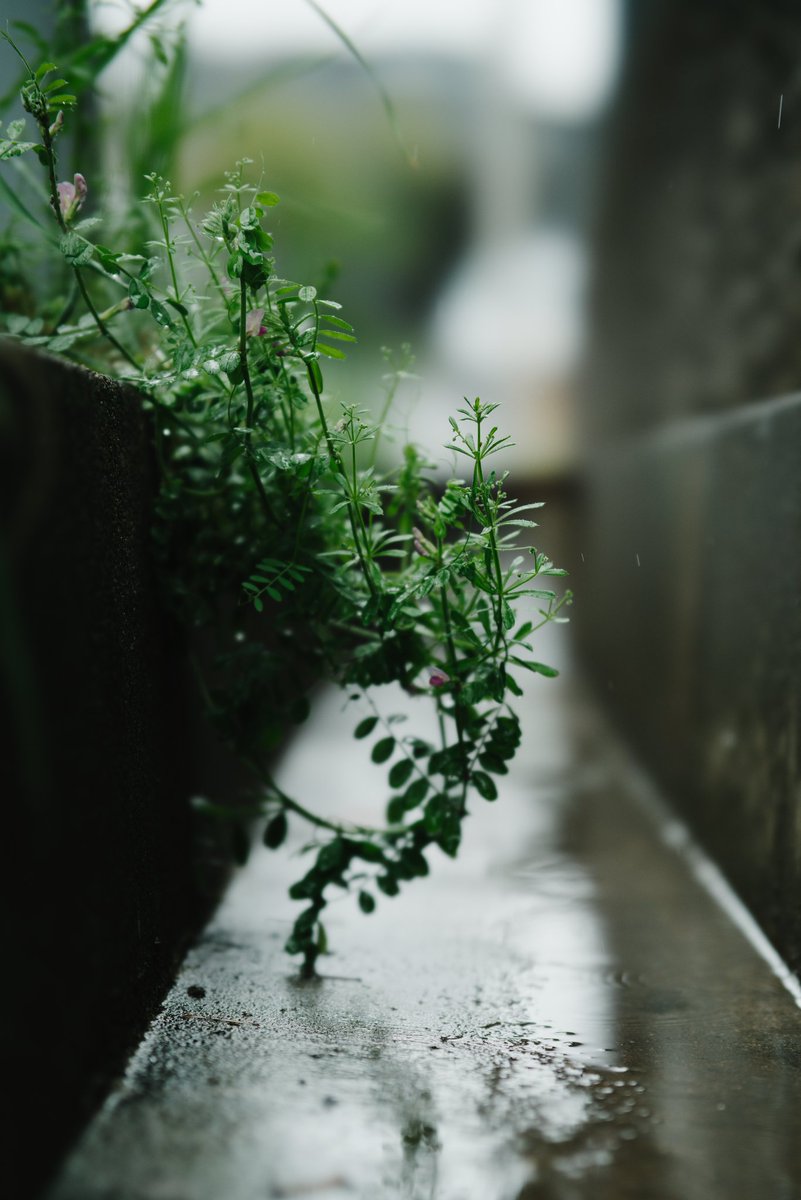 tarobikkuri's tweet photo. 雨と宝石
AURORA AF 85mm F1.4 FF BBL改造版 https://t.co/s23MTYRcdJ