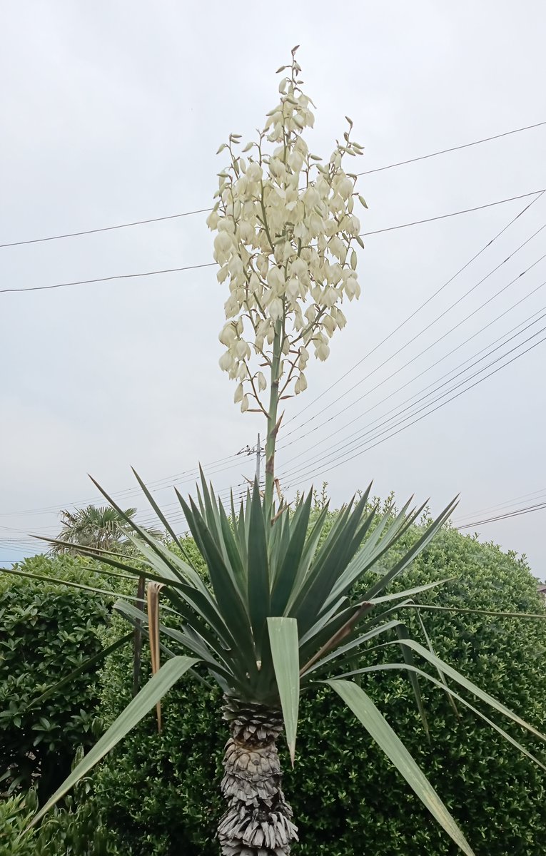 庭の植物 一枚目がユッカ・グロリオサ？キミガヨラン？の花。久しぶり