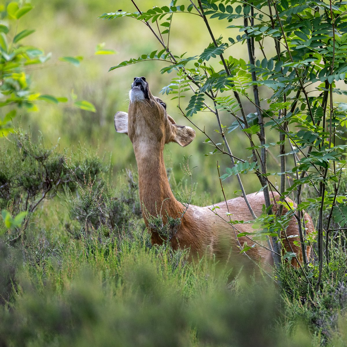 LooijengoedWim's tweet photo. Speulderbos gisterenavond.
#reebok #Speuld #veluwe #wild #canonr6 #reewild https://t.co/YkoEId6CbP