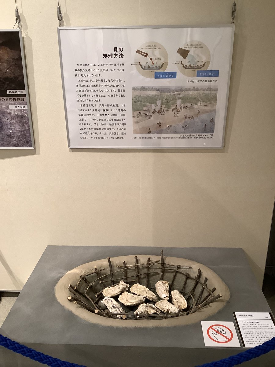 ASUKAYAMA_muse's tweet photo. 🦪北区内ぐるり展示 Do you know me？北区に眠る巨大貝塚－中里貝塚－〈スタート編〉展示紹介🦪
国指定史跡中里貝塚は上中里にあります。
この貝塚の特徴の一つには、おおぶりのカキやハマグリで構成されている点があります。
模型を見ていると、なんだかおなかがへってきます🤤 https://t.co/ZhD8fXLSek