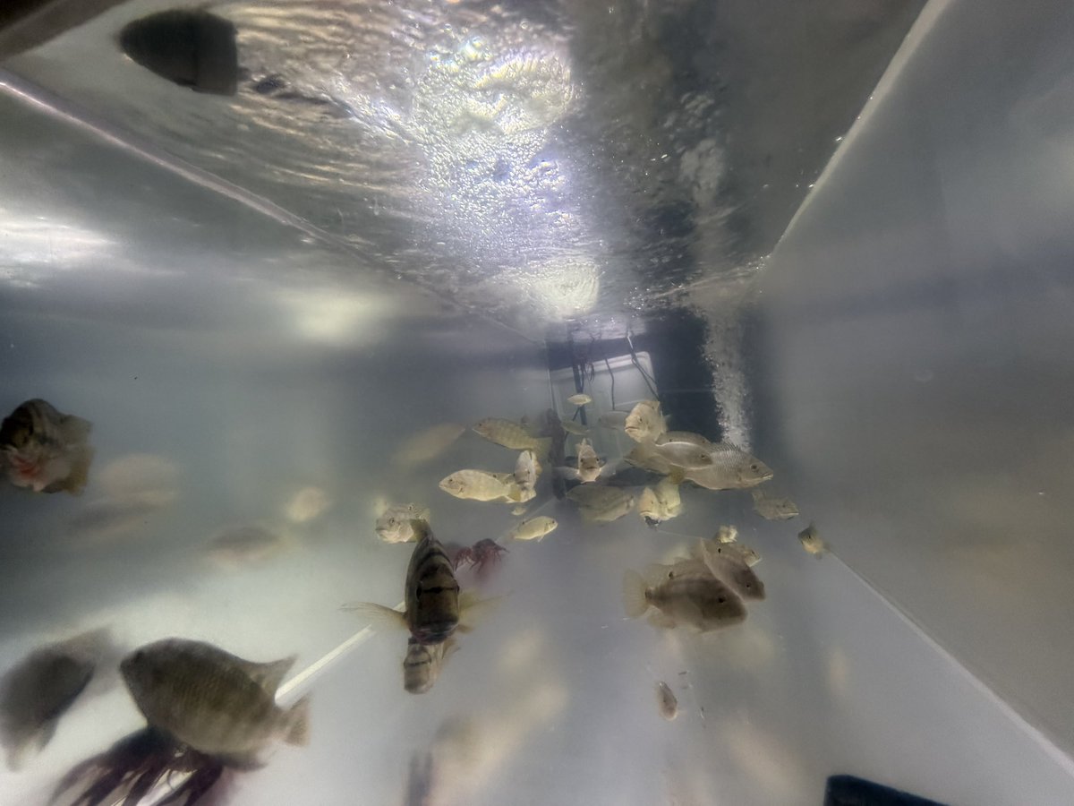 Maaa_aquarium's tweet photo. テイラピア水槽笑 https://t.co/oRHXR5DHn2