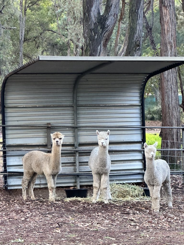 Duckable_'s tweet photo. Got alpacas https://t.co/zezGK4URHs