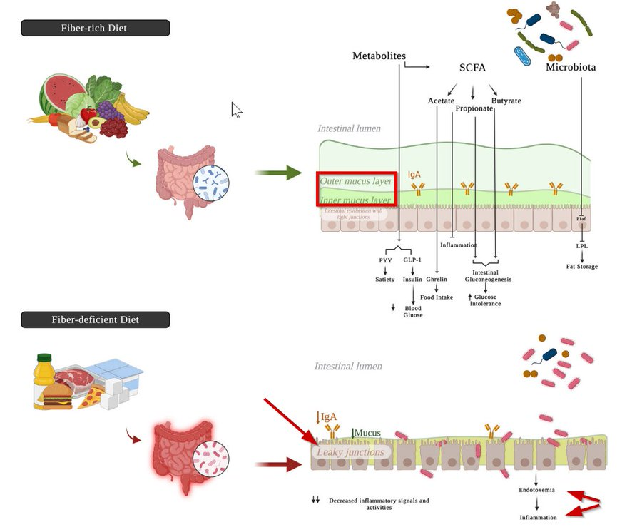 LLicit_Tweet's tweet photo. @SBakerMD Perhaps a fiber deficient diet:
Fiber deficient diet promotes leaky gut junctions > endotoxemia, inflammation, autoimmune diseases (see bottom of graphic ⬇️)
Source: Nutrition in the Control of Inflammation, 2024 https://t.co/O3yJm61ZiM