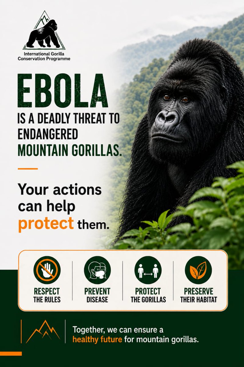 IGCP's tweet photo. Together we can protect the #mountaingorillas from #Ebola https://t.co/7q8VgWiHFg