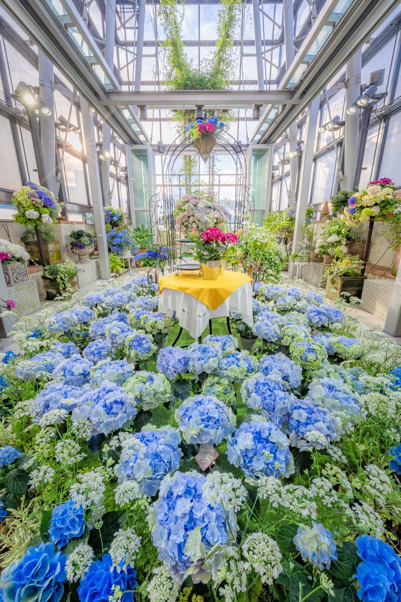 taku_photo47's tweet photo. ビルの屋上にある紫陽花の庭が綺麗でした https://t.co/R2tp2f18jE