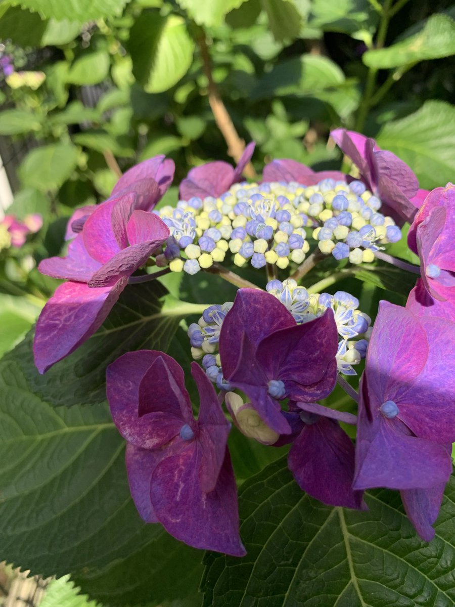 utukshiiumi's tweet photo. 春馬さん、紫陽花の季節ですね。我が家の紫陽花です(^^) https://t.co/Vu2MXJLuru