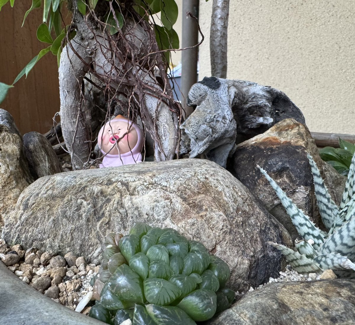masanobu0312's tweet photo. 半日陰で育つ草の寄せ植え。
囚われのカクレモモジリを添えて。 https://t.co/LjywOqJZ35