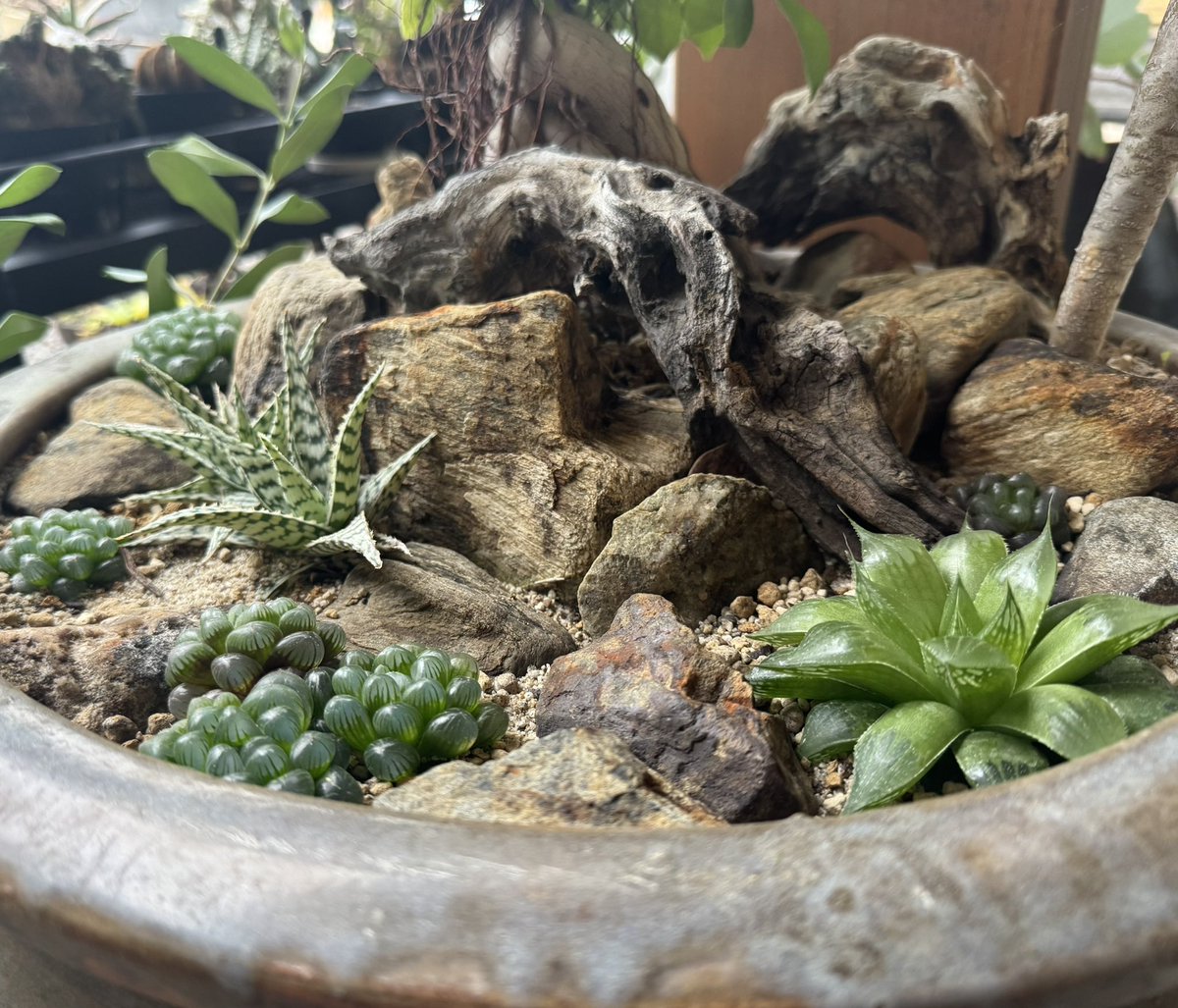 masanobu0312's tweet photo. 半日陰で育つ草の寄せ植え。
囚われのカクレモモジリを添えて。 https://t.co/LjywOqJZ35