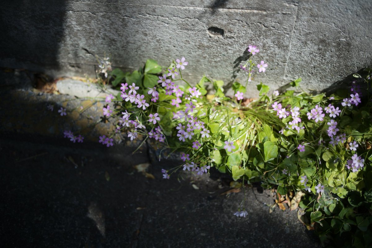 HueBrener's tweet photo. 紫の小さな花
#LEICA_M10P
#Leica #Leicam10p
#LightLensLab35mmF2
#周八枚 https://t.co/PbSnlbmBCG