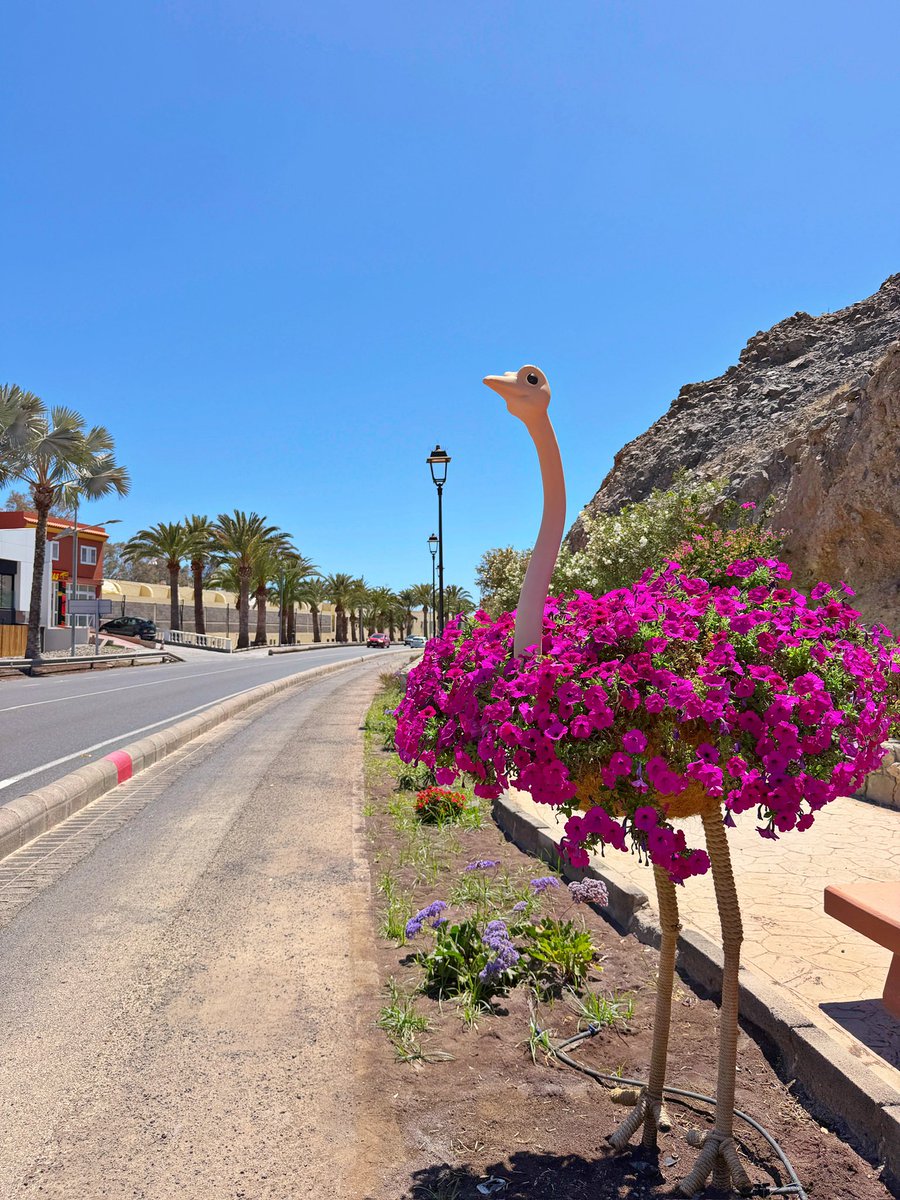 mycanaryislands's tweet photo. Beautiful flower Ostriches from #arguineguin 

#flowers  #ostrich #design #mogan #Bonita #beauty #atmosphere #beautiful #Holidays #beach #playa #grancanaria #canarias #spain #españa #fblifestyle #mycanaryislands #fblifestylechallenge https://t.co/U0M2KL9dBz
