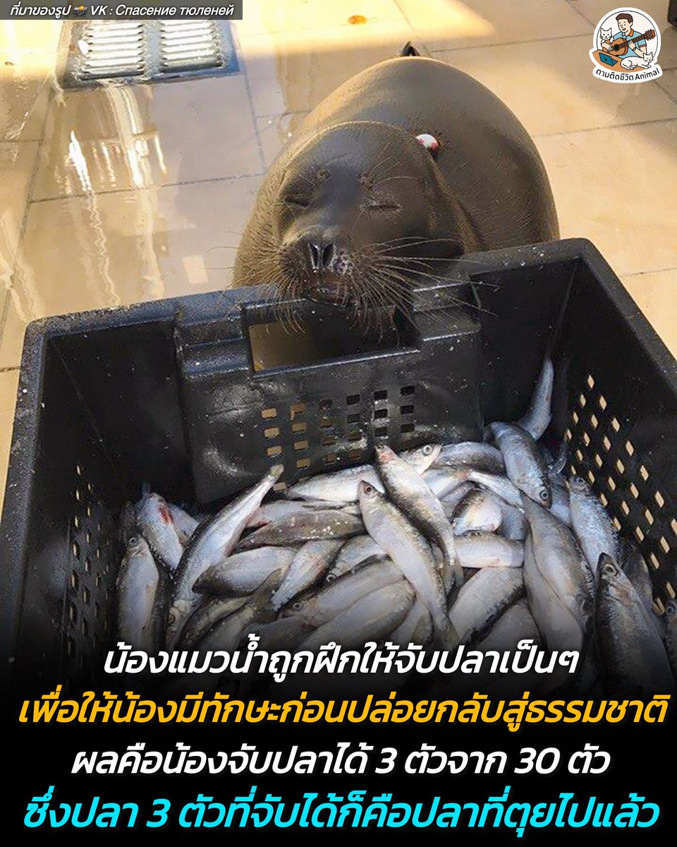 AnimalFW_TH's tweet photo. น้องโครซิคแมวน้ำเซเล็ปประจำศูนย์อนุรักษ์ในรัสเซีย ครั้งหนึ่งเคยถูกฝึกให้จับปลาเป็นๆ เพื่อสร้างสกิลติดตัวก่อนปล่อยคืนสู่ธรรมชาติ ปรากฏว่าน้องสามารถจับปลาได้ 3 ตัว จากทั้งหมด 30 ตัว ซึ่งปลา 3 ตัวที้น้องจับได้ก็คือปลาที่ตุยไปแล้ว หลังจากการทดสอบครั้งนี้ ทำให้ผู้ดูแลต้องเลื่อนการปล่อยน้องไปอีกปี 😳🫣😆
น้องโครซิค : อยู่ที่ศูนย์ก็ดีอยู่แล้ว จะให้หนูไปลำบากสู่ชีวิตทำไม 😋
(มีรูปเพิ่มเติมของน้อง)

เรียบเรียง 🖋️ แอดเพา
ที่มาของรูป 📸 VK : Спасение тюленей
#แมว #หมา #ทาสแมว #อาณาจักรสัตว์โลก #ตามติดชีวิตAnimal