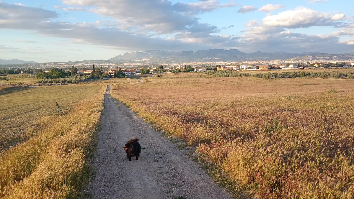 defiendevegas's tweet photo. La vegetación de nuestro entorno ya empieza a anunciar la llegada del verano. Los tonos verdes van dejando paso poco a poco a los dorados, mientras las altas temperaturas de estos días transforman el paisaje. Una imagen que nos recuerda cómo la naturaleza sigue marcando el paso https://t.co/To4T38Ckp2