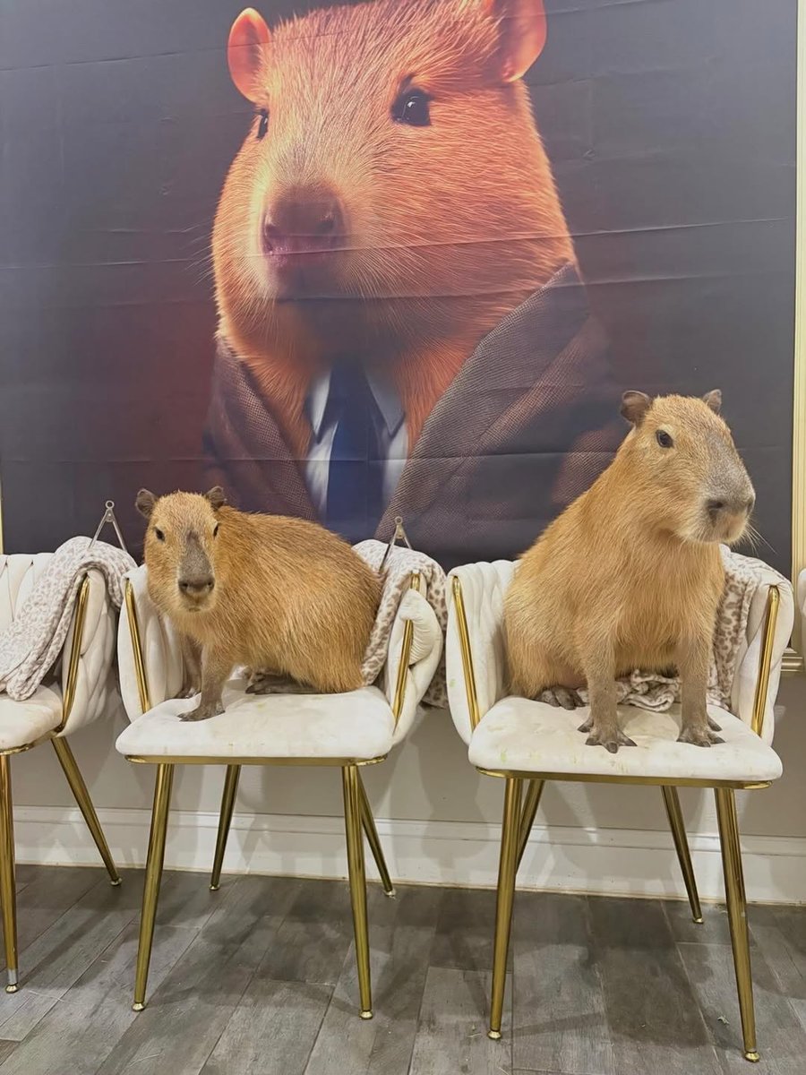 capybaraowner's tweet photo. https://t.co/JaHoAqHqSI