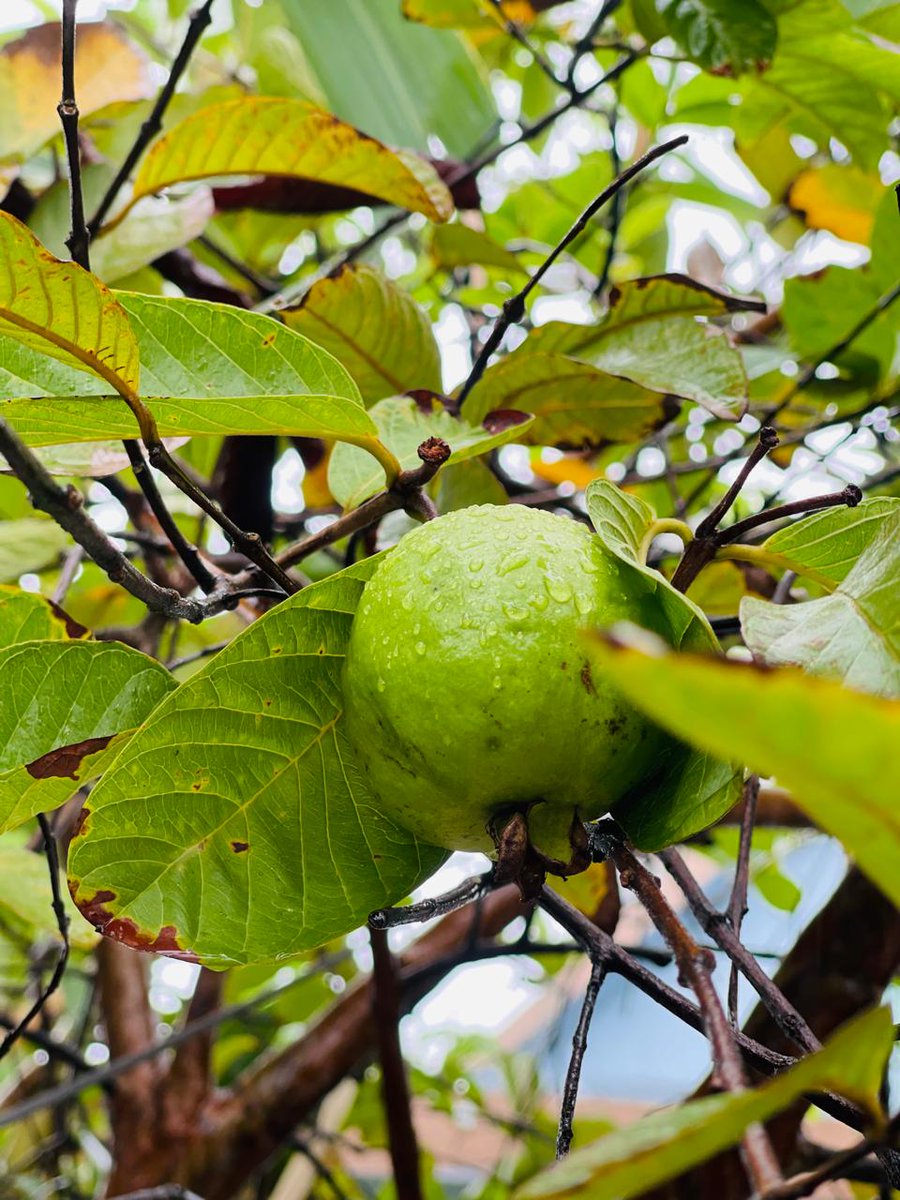 ardesign313's tweet photo. 🍐🌿 The first guava of the season has appeared on our tree!
Tucked behind the green leaves, this little guava feels like nature’s sweet gift to us. 🌱💚   #FirstGuava #HomeGrownJoy #NatureLover #GuavaSeason https://t.co/eiHNgeBx8a