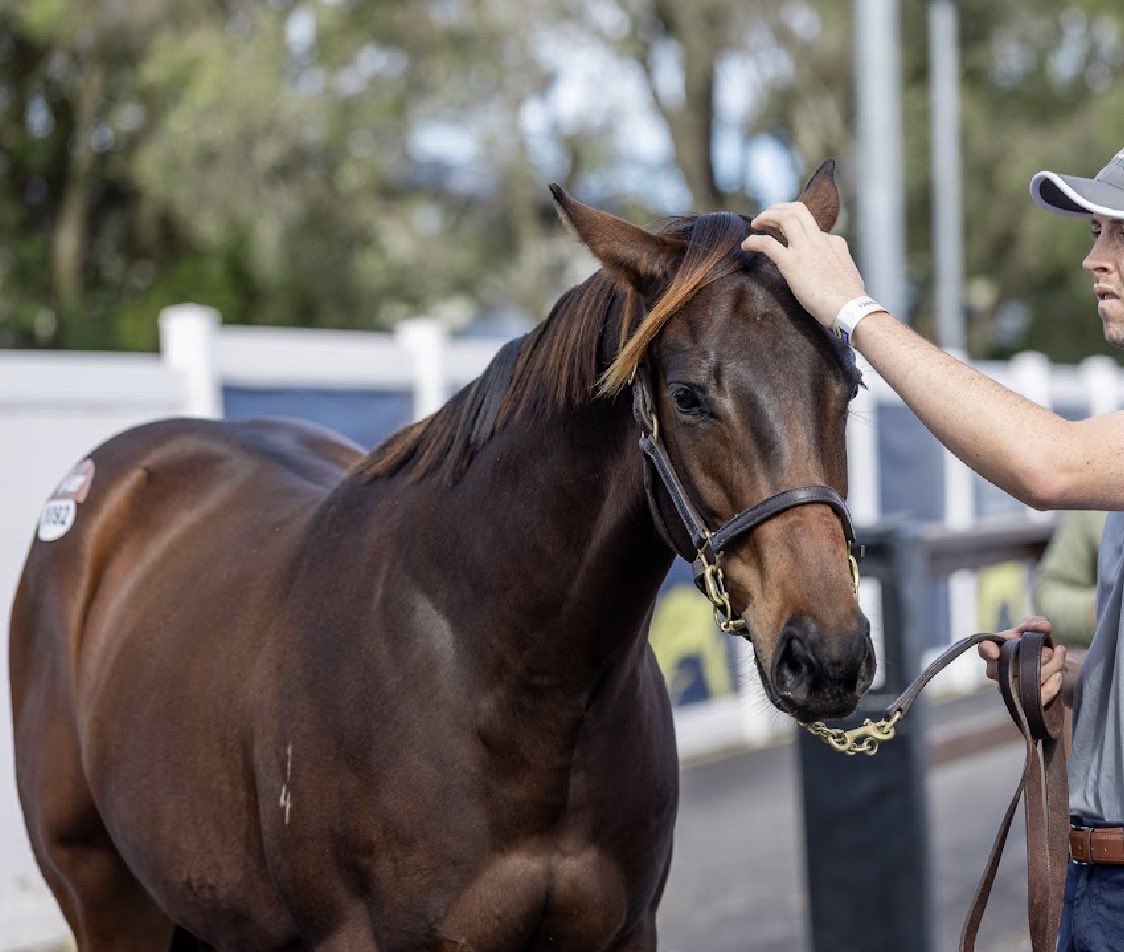 Shepmick's tweet photo. @mmsnippets PURCHASE👀
DIRTY WORK colt VOBIS
10k 
Shares available DM to get involved https://t.co/2GjkcmmZHL