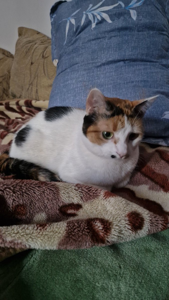 slowpurr's tweet photo. How does it feel?  To be  the smallest in the world? https://t.co/JlL6AD0fef