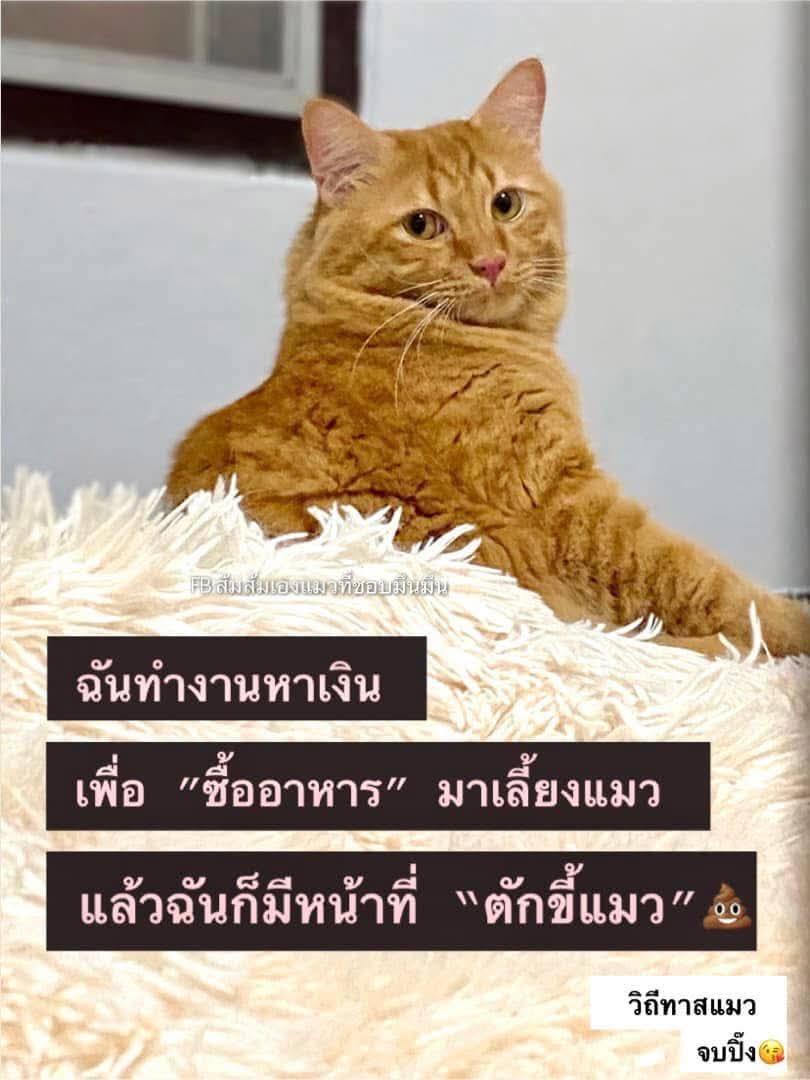 👉 บีดับเบิ้ลโอเอ็ม 👈 tweet media