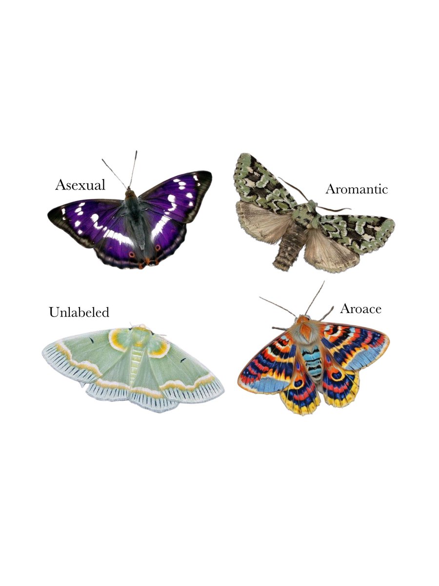 moth tweet media