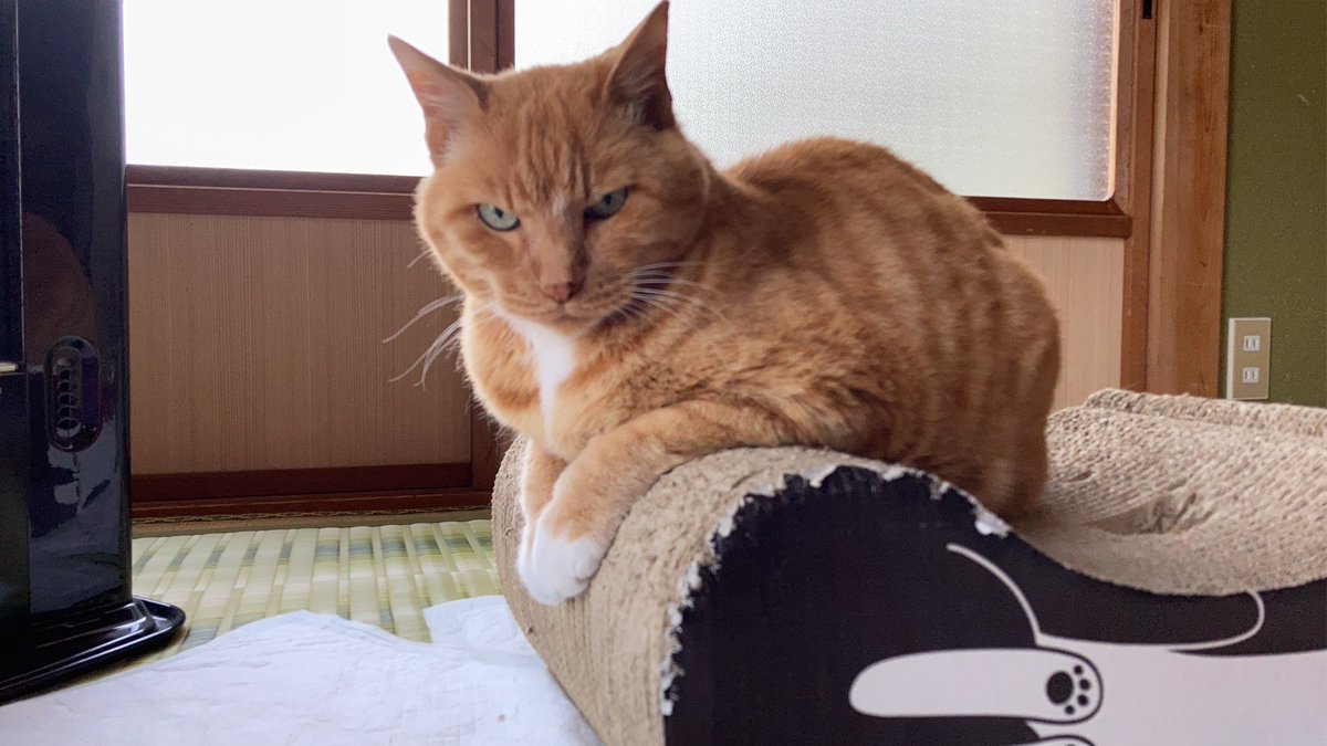shima_ginger's tweet photo. 体重が少し減ったしまちゃん。療法食はあまり食べないし、気温が高くなって食欲も落ちるし、好きなもの食べさせてあげたいけど体に良くないもんね…悩ましいね
#猫のいる暮らし https://t.co/q7pVChJ8dK