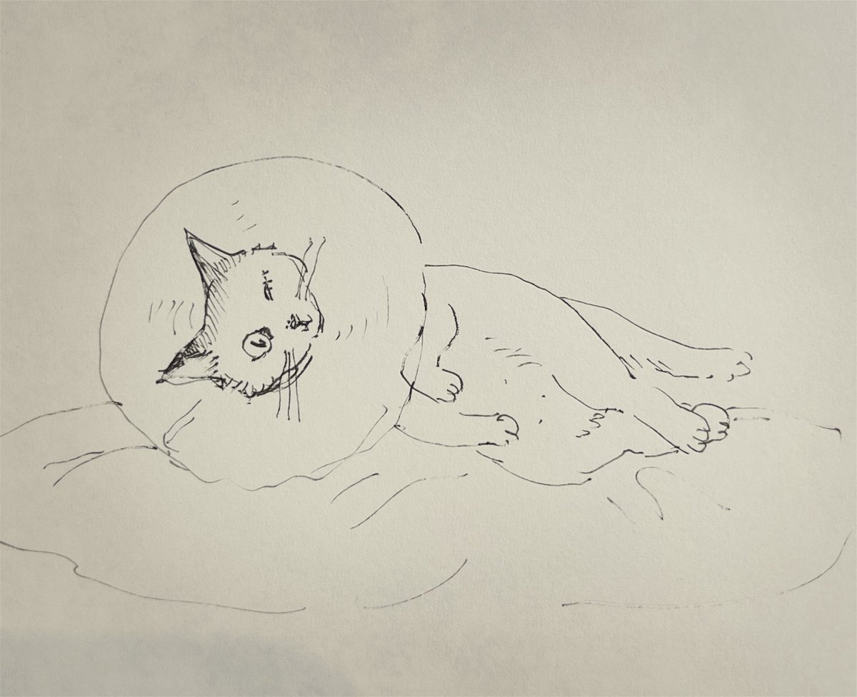 aokiht's tweet photo. もう数日前のことになりますが、猫の瞼＆眼の手術が無事に終わりました。今日は腫れが引いてきてだいぶ穏やかに過ごせています。一応在宅して見守り中。 https://t.co/3VkfGgmljB