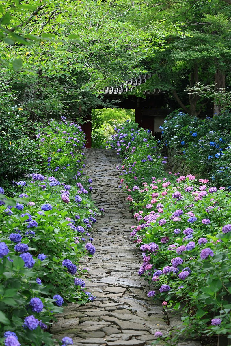 MujintoC's tweet photo. もう6月かぁ　紫陽花の季節ですね　またここのお寺に
行けたらいいな　＃本光寺　＃紫陽花 https://t.co/SskJi5lKb5