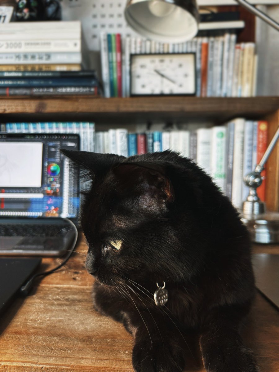 NNnhiL's tweet photo. 黒猫と暮らす芸大生の日常垢。おうち時間中心。 https://t.co/XM1eSavIJg