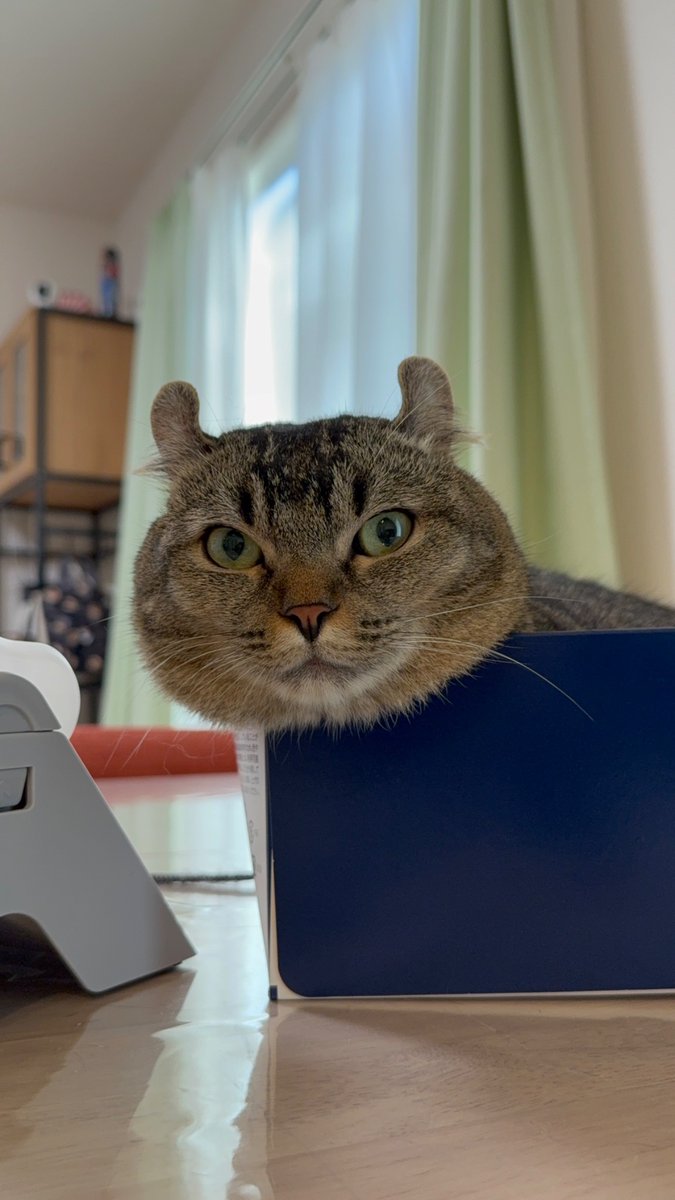 chuck321tv's tweet photo. ＼ 3日間で100GBまで使える✨️ ／

povoから、
お得なキャンペーンコードをもらったよ💞
◎au回線で電波良好*
◎必要な時だけギガチャージ
*環境により異なります

新規登録で3日間で100GB使えるコード
【PB6VUFT6S】
有効期限 : 2026年9月30日(水)

詳しくはこちら！
https://t.co/plzsOzMRfB 

ここから登録できるよ！↓
https://t.co/5INn59lsRJ 

【PR】【povo】