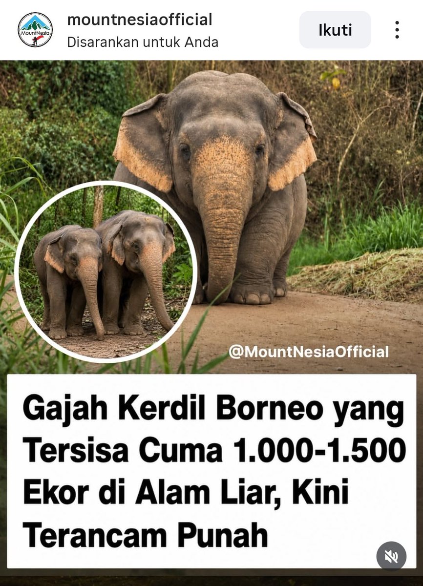 denni_sauya's tweet photo. Mirisnya 🥺🥺 menurut berbagai lembaga konservasi internasional, populasi gajah kerdil Borneo diperkirakan kini hanya tersisa sekitar 1.000 hingga 1.500 ekor di alam liar. https://t.co/DWWM4F183s