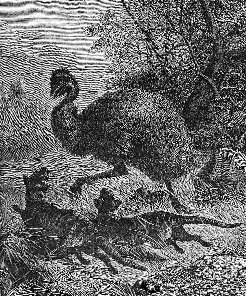 PAXAus's tweet photo. Psssst Platypus won!
🥊 Tomorrow.
A bird that once defeated the military. VS
An animal nobody can agree is gone.

🪶 EMU vs 🐯 THYLACINE https://t.co/fK59Ah9bgQ