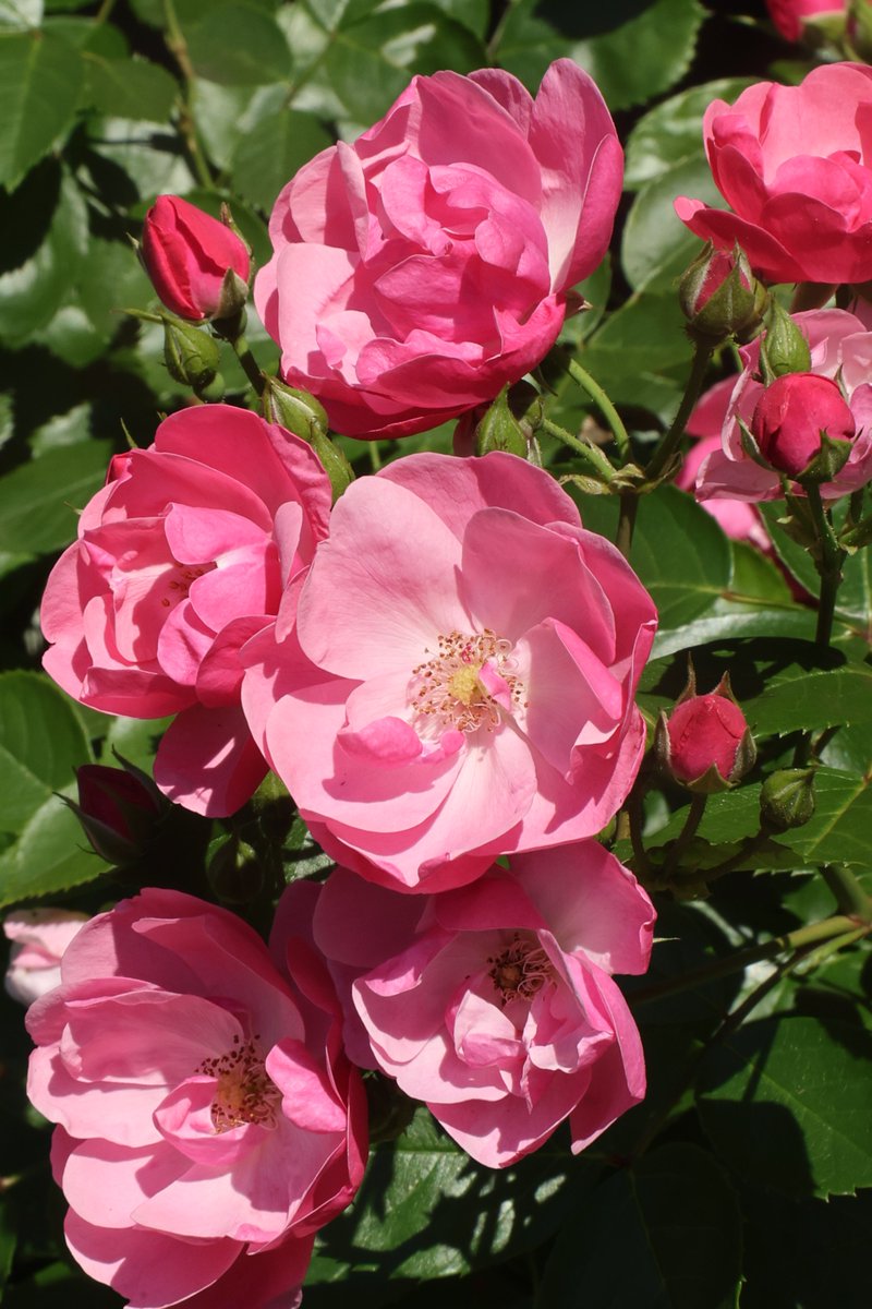 gontanokoneroku's tweet photo. Rose 😁

#Flowers #Rose https://t.co/A6oergKr0h