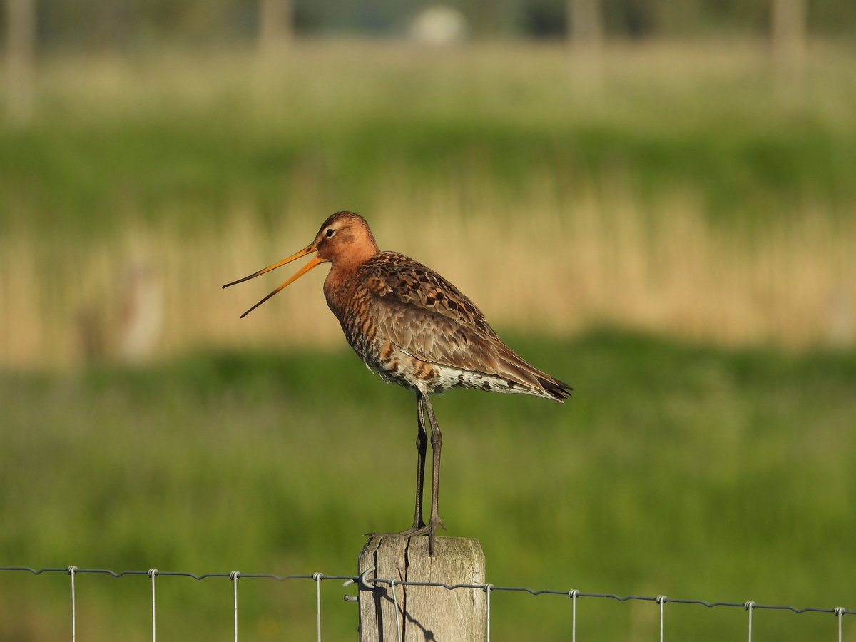 WouterFMD's tweet photo. Het blauwborstje van gisteren, zag ik pas omdat ik deze grutto hoorde en vervolgens opmerkte. Wat een prachtig geluid maken deze schitterende vogels. Ze zorgen telkens weer voor een instant lentegevoel. Hopelijk zijn ze ook tot broeden gekomen, wellicht wel gezien hun gedrag. https://t.co/RFAzdDCfDj