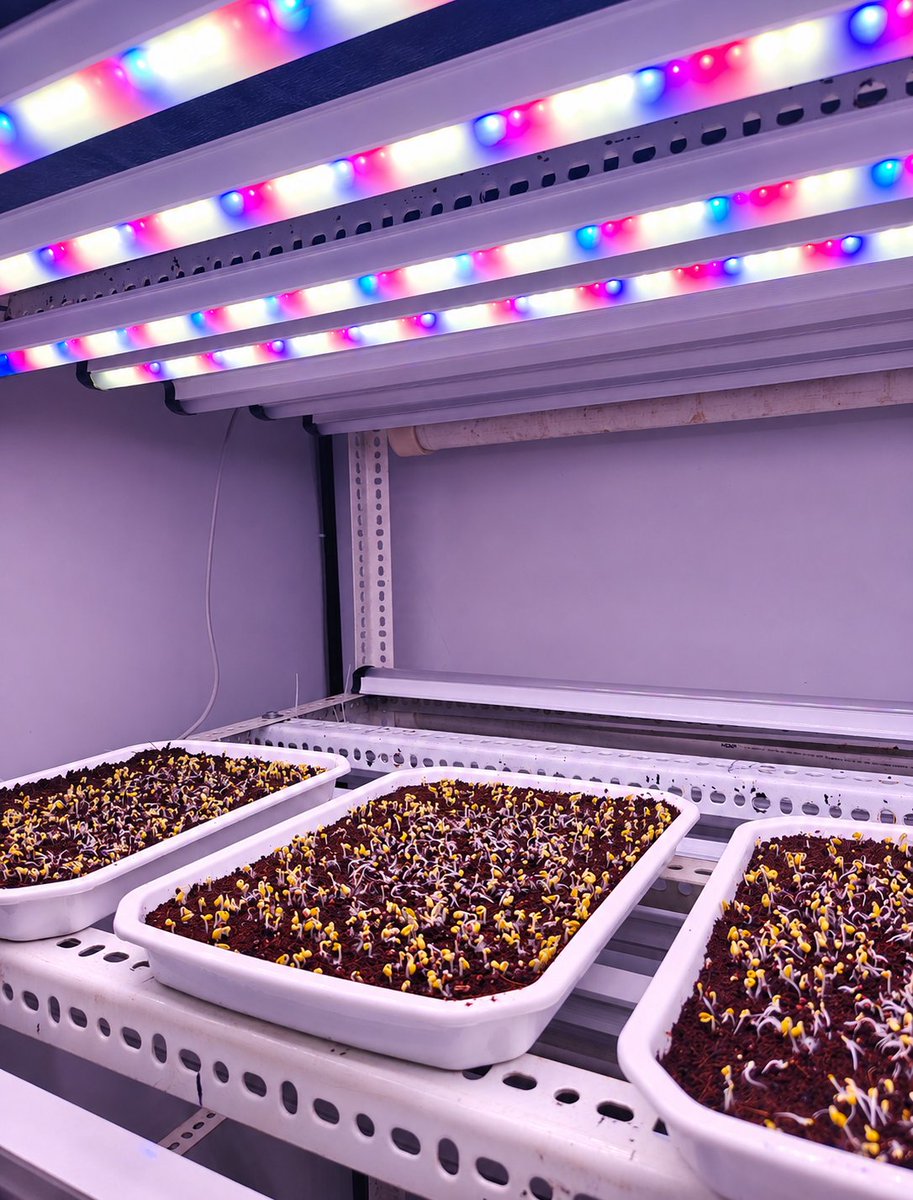 NexselT's tweet photo. We don’t just see seedlings—we see potential. 
With Nexsel Growth Lights, every plant gets the right light at the right stage for stronger, healthier, and more uniform growth. 

#Nexsel #Hydroponics #CEA https://t.co/tNuq0JulVk