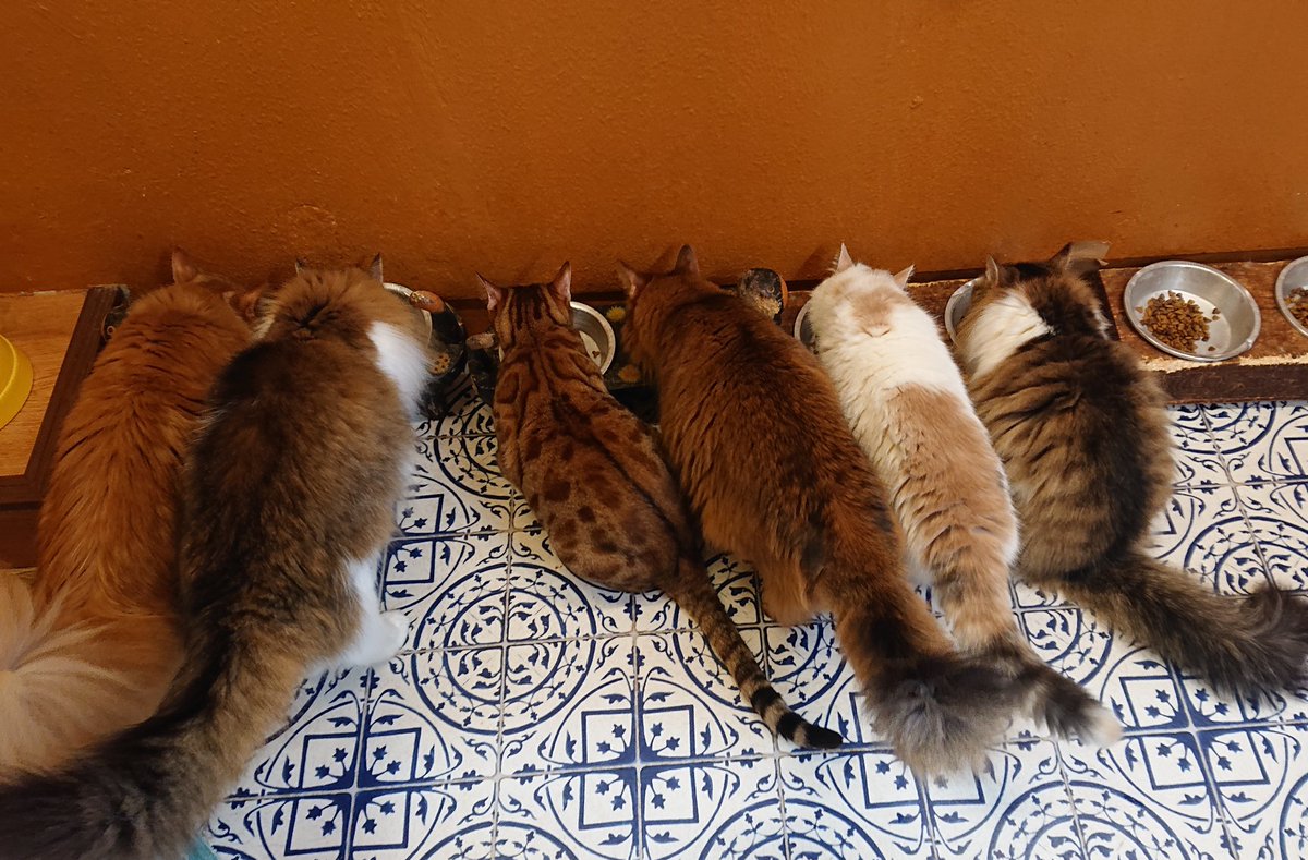 catgurugurudou's tweet photo. ご飯すぐ食べる組
#猫カフェぐるぐる堂 #猫カフェ #猫カフェ大阪 #アメ村 #心斎橋 #なんば #catcafe https://t.co/4bZjkjsYDZ
