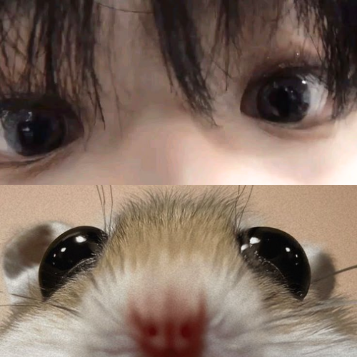 /ᐠ˵◕ ˕ ◕˵マ𐔌՞˵◕ ༝ ◕˵ ՞𐦯 tweet media