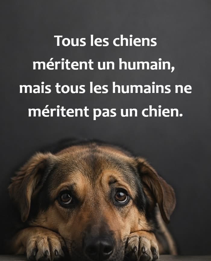 BerbessouLoic's tweet photo. À méditer 🧘 

Tous les chiens méritent un humain, mais tous les humains ne méritent pas un chien. https://t.co/v6z7sxEWGw
