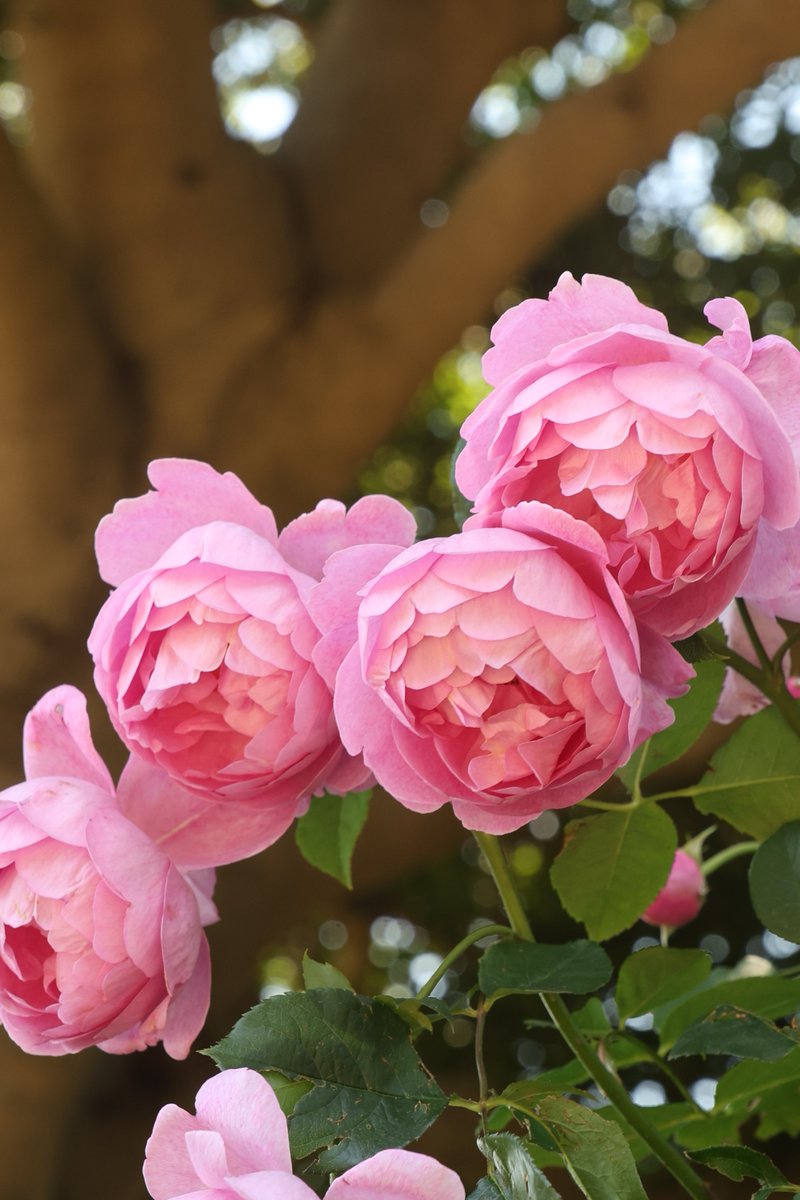 gontanokoneroku's tweet photo. Rose ☺️

#Flowers #Rose https://t.co/AheipWFDeb