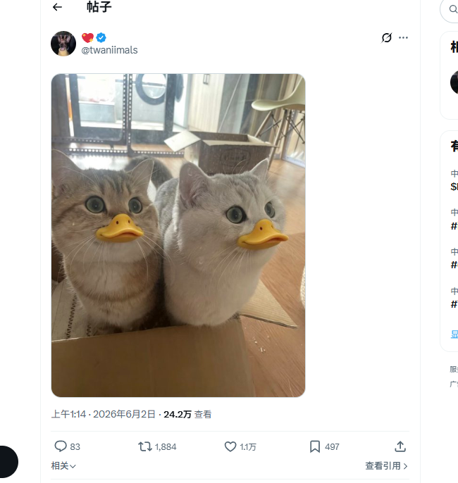 BSCSBTI's tweet photo. X 上今天最火的梗图，鸭嘴猫，帖子浏览量达数百万，而且抖音也有很多鸭嘴猫的图片！这只“鸭嘴猫”梗图正在 X 上迅速传播！
https://t.co/ZHj66elD7c https://t.co/QHCdnRJMad