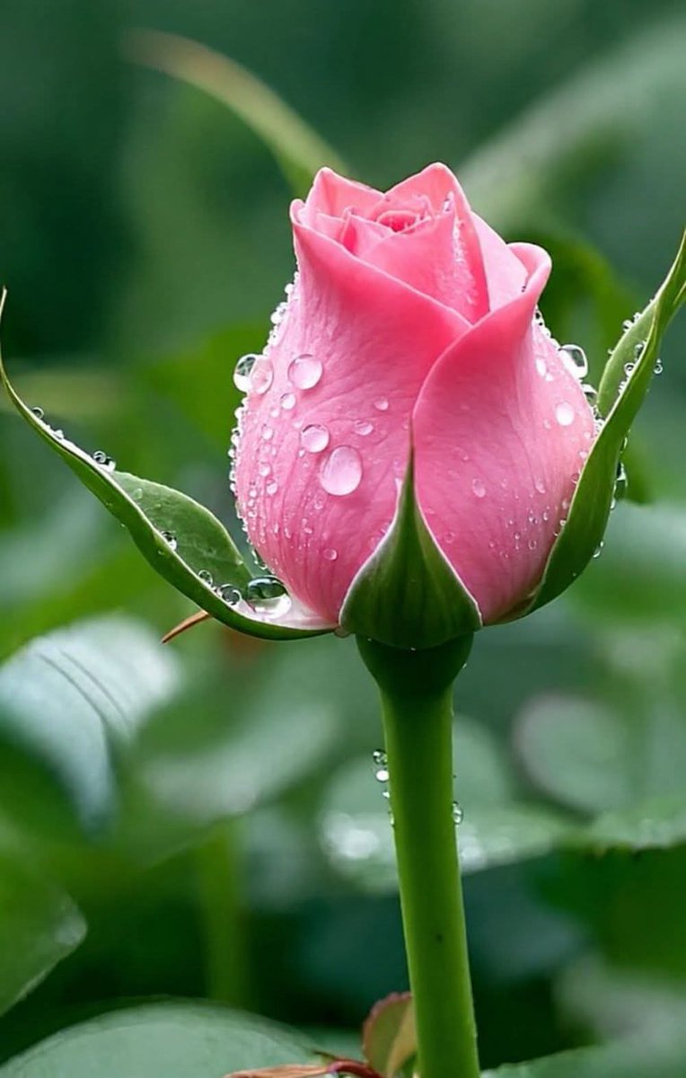pach_nid's tweet photo. #rose!!(morning) https://t.co/86nnUHeXxd