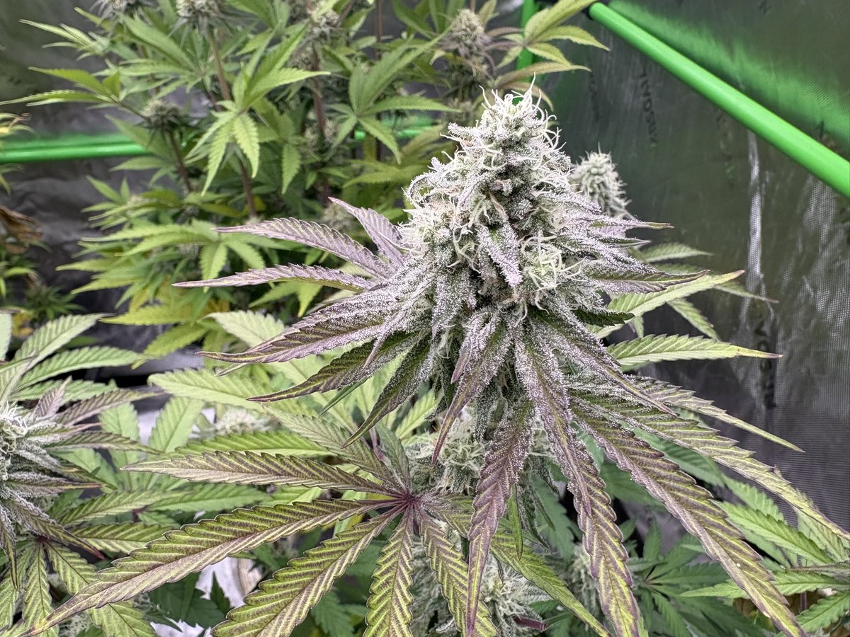 GrowsOhio's tweet photo. @dirtyhippie77 @noveltygiftseed Yessir!!! https://t.co/4kzc05ahN8