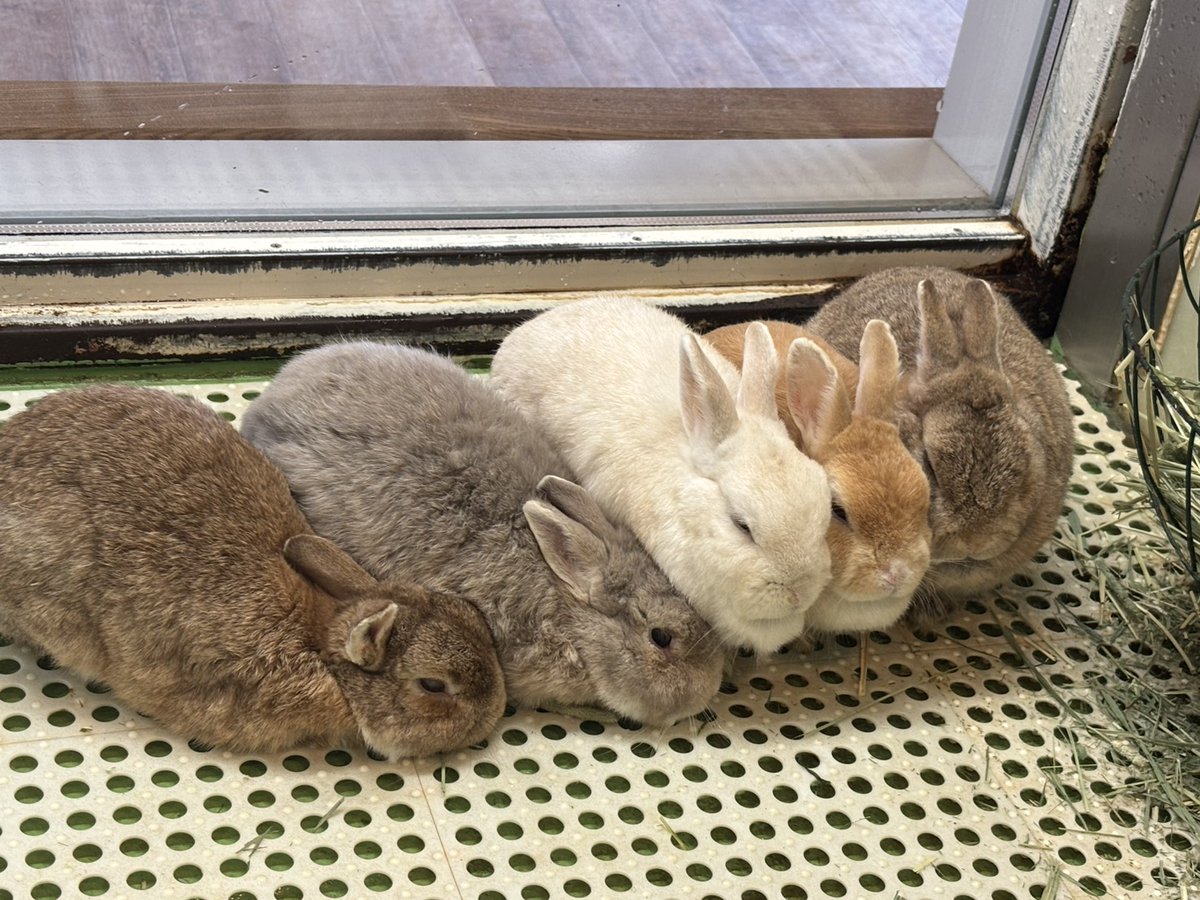 sendaisiyagiya's tweet photo. むぎゅっ

#ウサギ #ネザーランドドワーフ
#八木山動物公園フジサキの杜 https://t.co/GFCeE2qctW