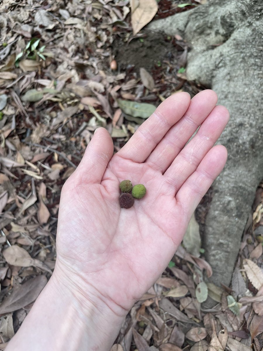 maimbear's tweet photo. 小金井公園 6/2 10:03
いつもの場所は草刈り中で他のエリアで。実がなる木だったらしくて、時々こつんと落ちて来る。#裏庭練 #日々cajonのおけいこ #schlagwerk2inone #sunがようやく鳴る https://t.co/odO6K5fRvZ