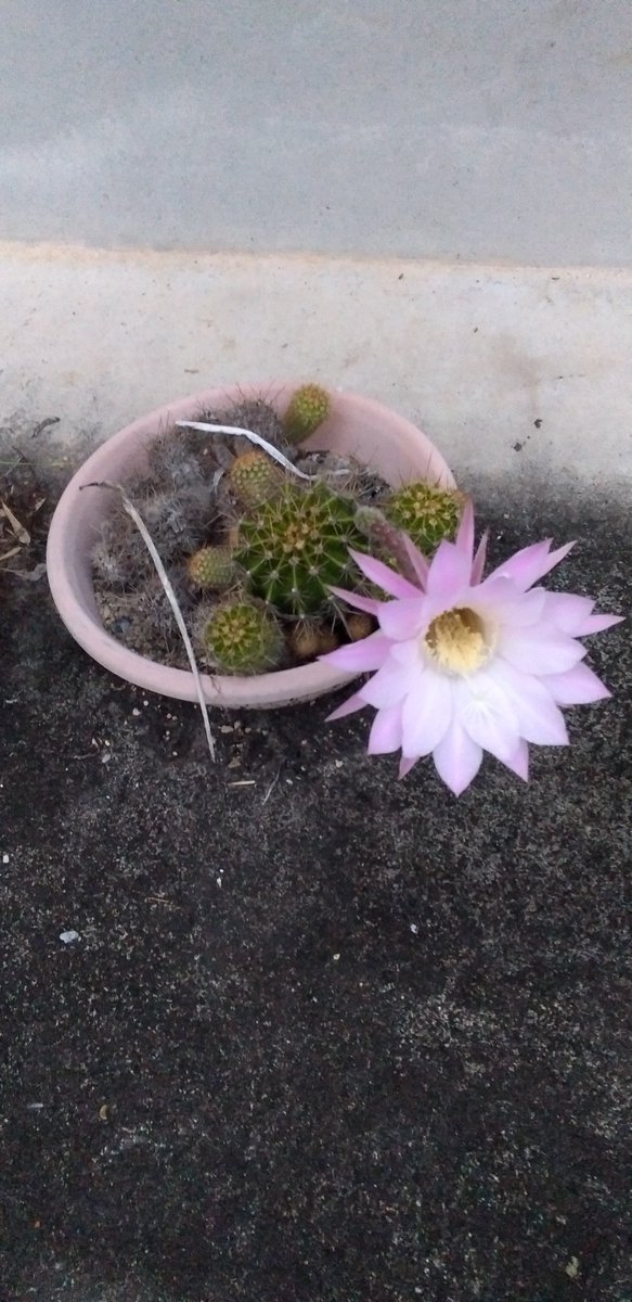 ansinnetwork's tweet photo. 先日、実家に田植えの手伝いをしに行ったところ、サボテンの花が咲いていました。まるでKに「サボッテンじゃねーよ」と言ってるようでした🌵＃東京海上＃保険代理店＃呉市＃焼山＃サボテン https://t.co/IZ8DCyhRTE